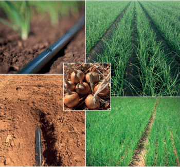 Collage der Zwiebelanbauphasen auf den Lagerhaus-Feldern mit Tropfbewässerung, eingepflanzten Zwiebeln und grünen Zwiebelpflanzen, die in gleichmäßigen Reihen wachsen.