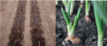 Links: Reihen von Bodenbeeten mit Tropfbewässerungsleitungen, typisch für eine Lagerhausanlage. Rechts: Nahaufnahme von grünen Zwiebelpflanzen, die in dunkler Erde gedeihen.