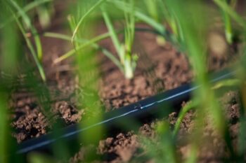 Nahaufnahme eines Tropfbewässerungsschlauchs, der Wasser auf den Boden zwischen jungen grünen Pflanzen auf einem Feld abgibt.